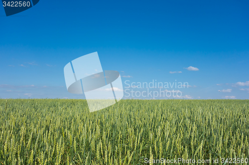 Image of wheat field 