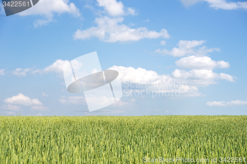 Image of wheat field