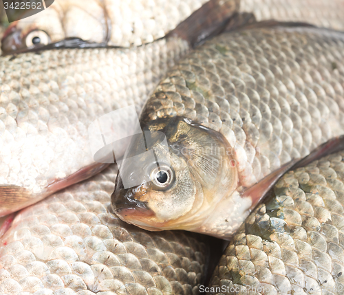 Image of fresh fish