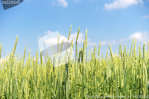 Image of wheat field