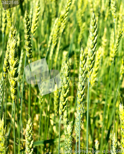 Image of green wheat