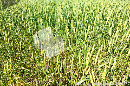 Image of green wheat