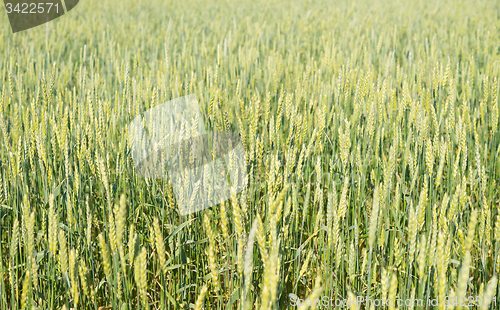 Image of wheat