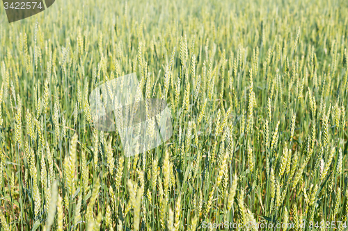 Image of wheat