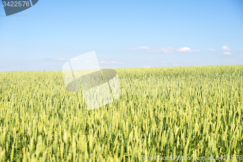 Image of wheat field