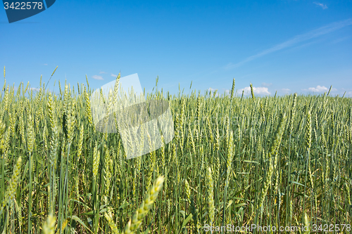 Image of wheat field 