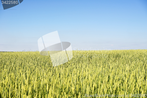 Image of wheat field