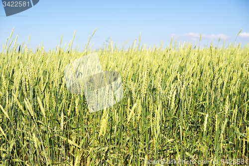 Image of wheat field