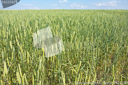 Image of wheat field 