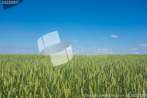 Image of wheat field 