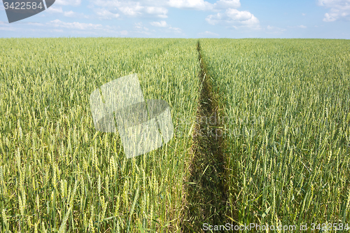 Image of wheat field 