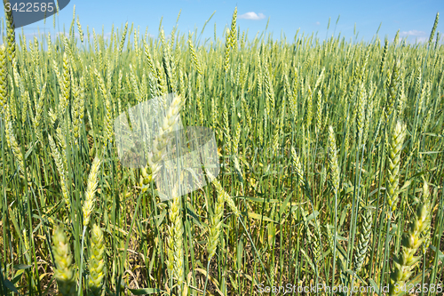 Image of wheat field 