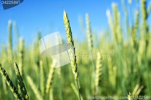 Image of wheat field