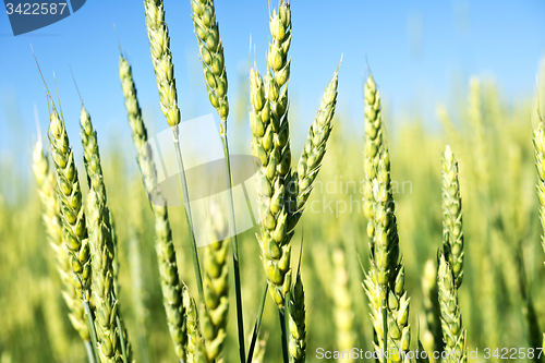 Image of wheat field