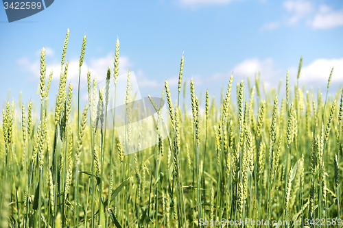 Image of wheat field