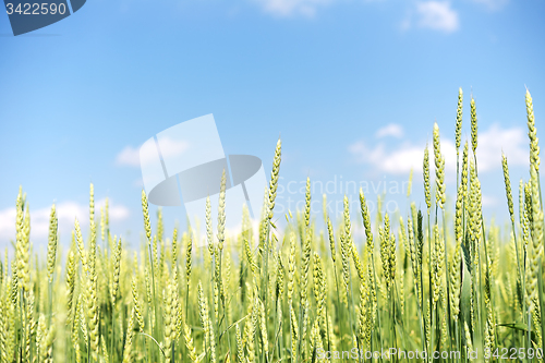 Image of wheat field