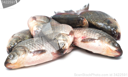 Image of fresh fish