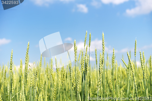 Image of wheat field