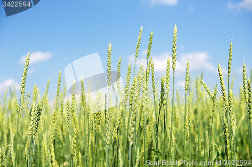 Image of wheat field