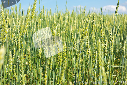 Image of wheat field 
