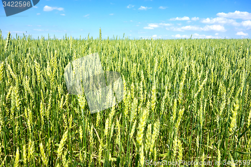 Image of wheat field 