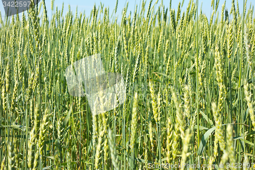 Image of wheat field 