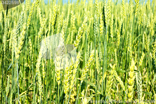 Image of green wheat