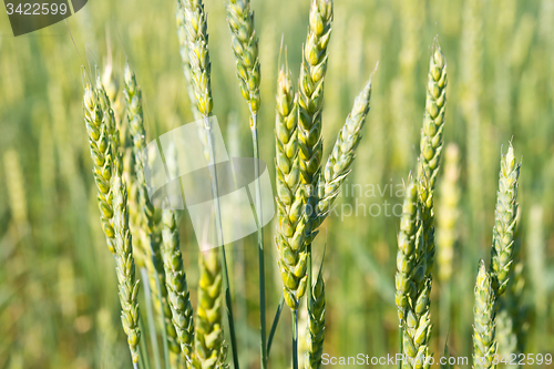 Image of wheat