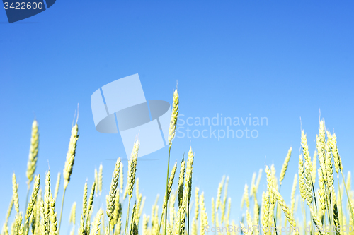 Image of wheat field