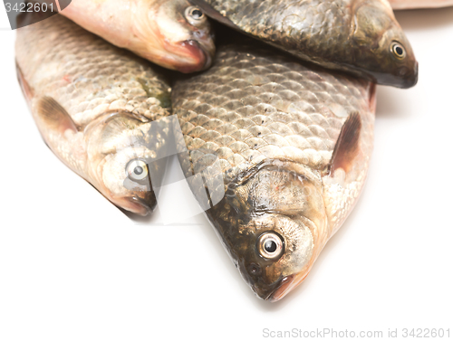 Image of fresh fish