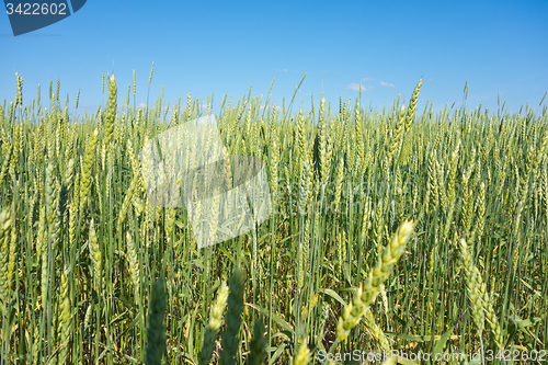 Image of wheat field 