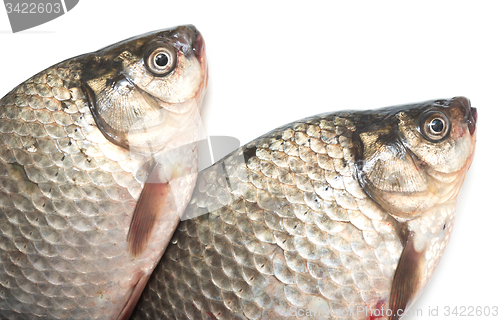 Image of two crucian carps