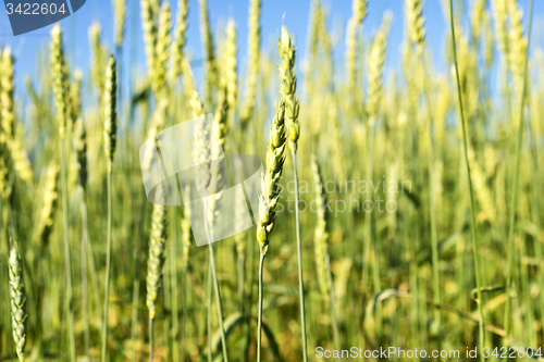 Image of wheat field