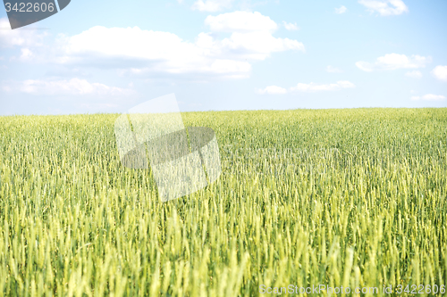 Image of wheat field