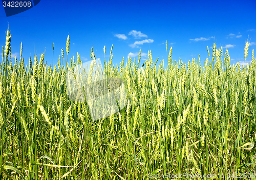 Image of wheat field 