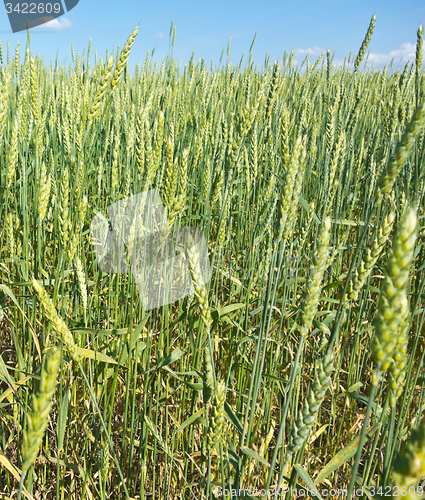 Image of wheat field 