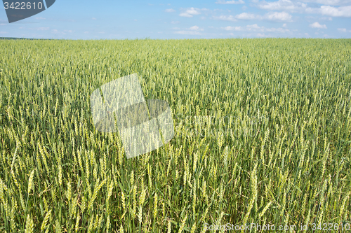 Image of wheat field 