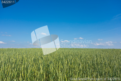 Image of wheat field 