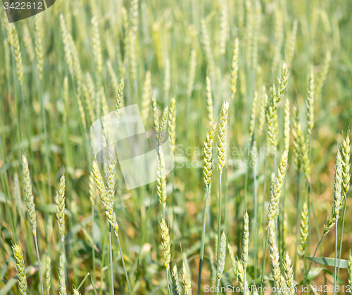 Image of wheat field