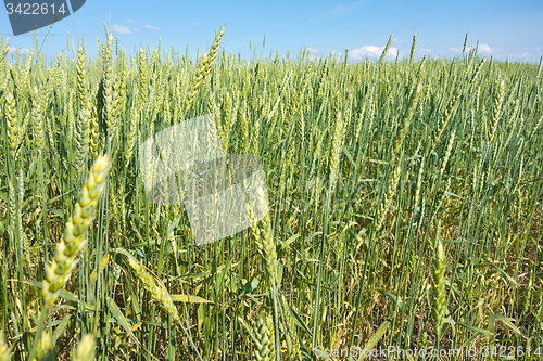 Image of wheat field 