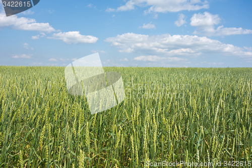 Image of wheat field 