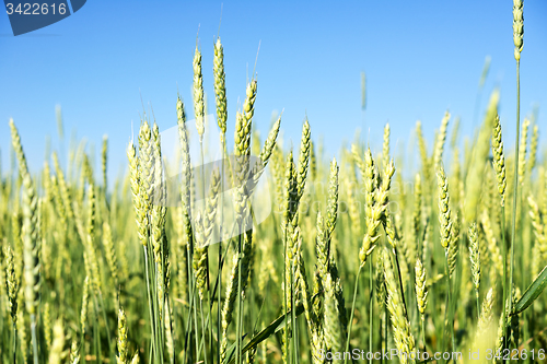 Image of wheat field