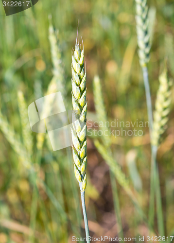 Image of wheat