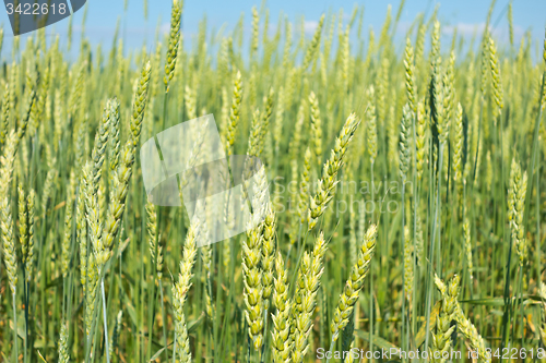 Image of wheat field 