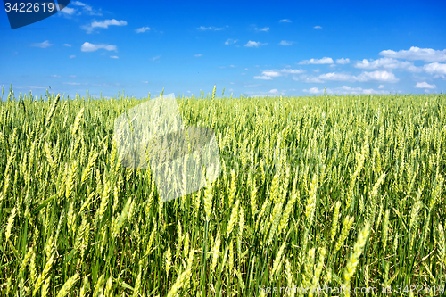 Image of wheat field 