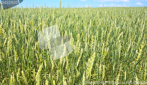 Image of wheat field 