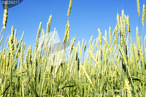 Image of wheat field