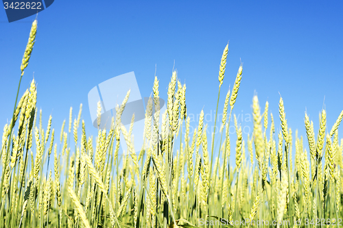 Image of wheat field