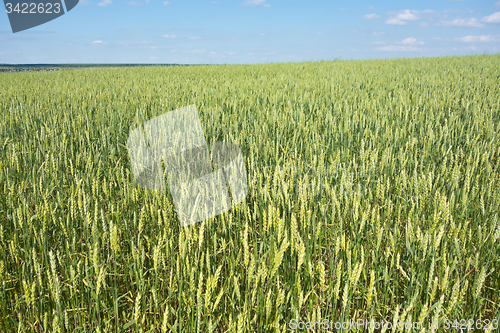 Image of wheat field 