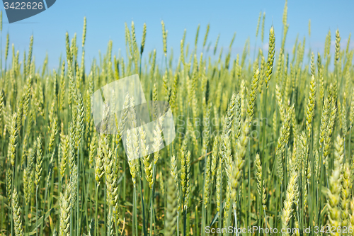 Image of wheat field 